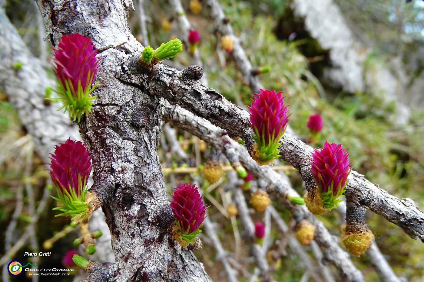 73 Fiori di larice.JPG